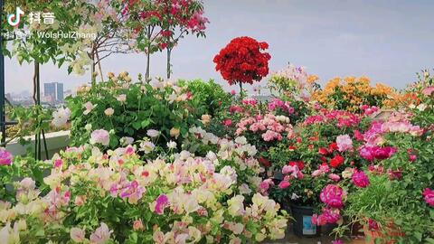 红龙月季一年开几次花