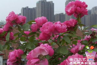 比利时月季的优缺点