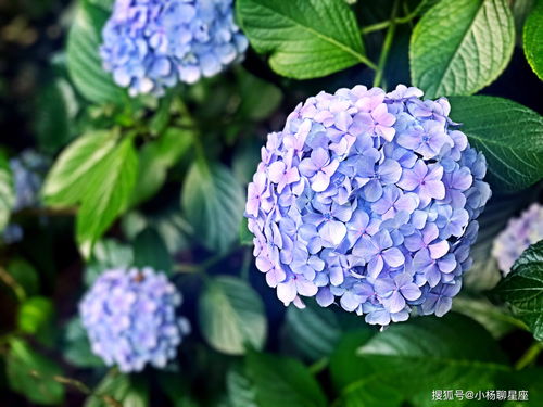 绣球品种大全及分类