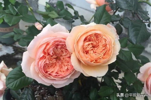 朱丽叶月季的优缺点