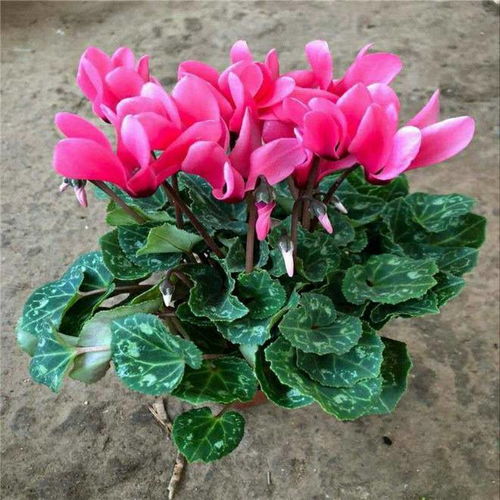 旺宅旺财植物花卉