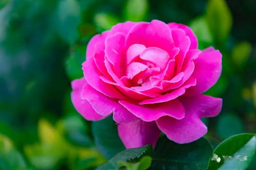白色月季花有哪些品种