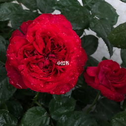 茶花女月季优缺点