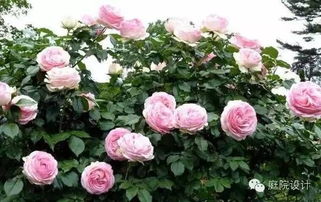 龙沙宝石爬藤月季一年开几次花