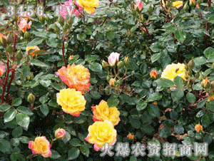 藤彩虹月季优缺点