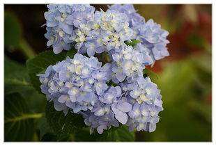 蓝色绣球花花语