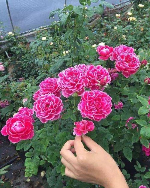 蔷薇和月季哪个好养活