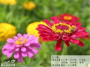 百日菊的图片