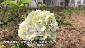 中华木绣球斗球