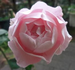伊芙月季最值得入的品种