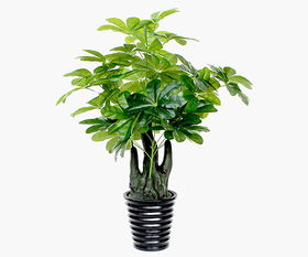 客厅十大镇宅植物