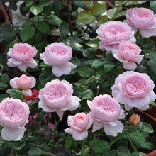 女王月季花优缺点