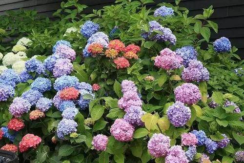 佳澄绣球花
