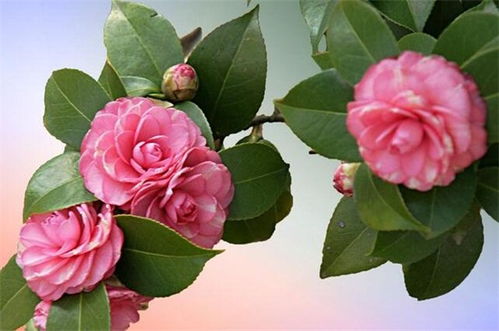山茶花是什么季节开的