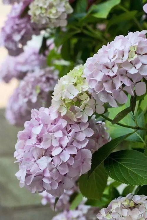 无尽夏一年开几次花