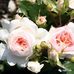 斯蒂芬妮古城堡月季