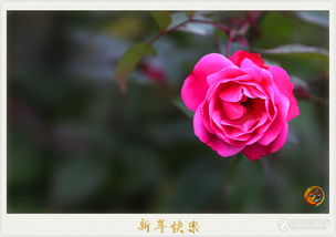 中国红月季的优缺点