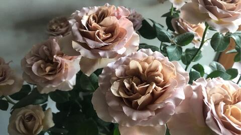 莎菲天使月季