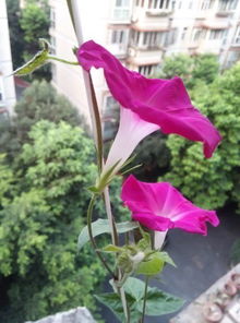 牵牛花种子的种植方法和时间