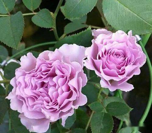 月季蜻蜓优缺点