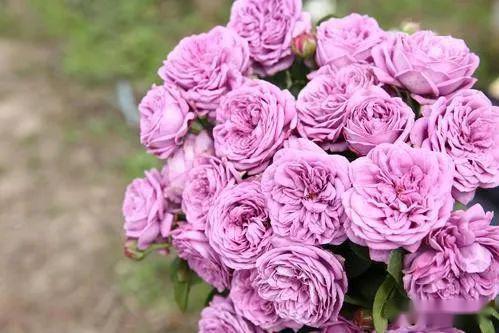 棉花糖泡泡月季
