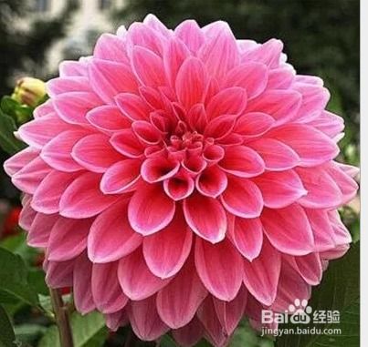 大丽花种球什么时候种植最好