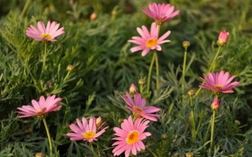玛格丽特菊