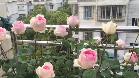 伊芙乙女心