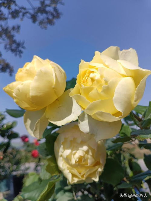 小黄鸡月季