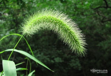 狗尾巴草花语