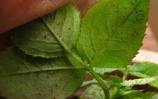 月季花生虫子用什么药