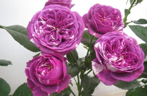 芬芳宝石月季的优缺点