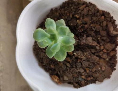 养多肉缺少腐殖土怎么办 学会自制小技巧,轻松配出万能养花土