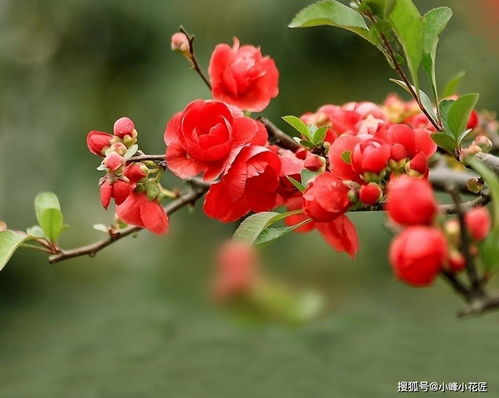 养护 海棠花 ,做好这几点,叶色柔媚,花形多姿,朵朵惹人爱