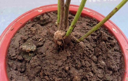 不同程度的花土板结情况该怎么解决