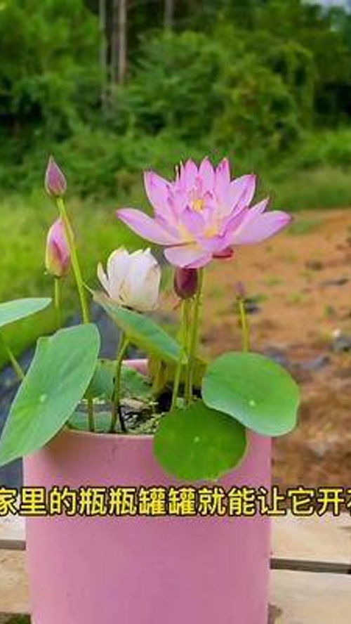 适合在水池鱼缸里养的碗莲,四季可养,遇水而生 出淤泥而不染 碗莲