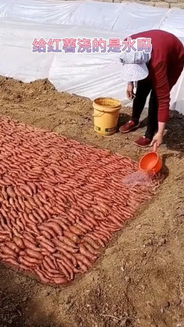 浇了水的红薯,还能吃吗