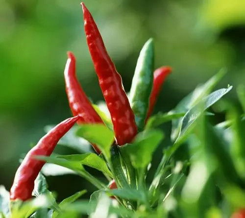 辣椒落花落果的原因及预防方法,辣椒施肥用什么肥料好