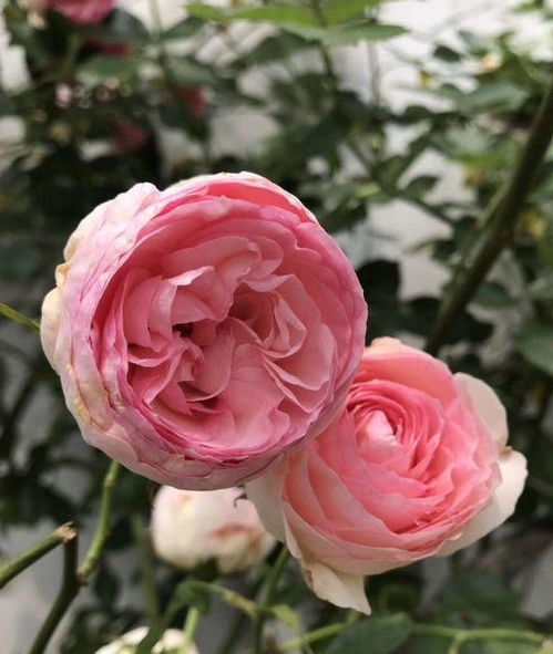 春季月季花怎么扦插 土要透气性好,月季枝条生根快