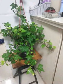 厨房 卫生间养花,行家都这么选,清除异味,满室清新 吊兰