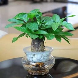 快要死的植物不要扔,剪一剪插水里分分钟鲜活