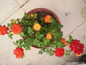美丽的藤彩虹藤本月季,开花变色过程会让你有一种成就感