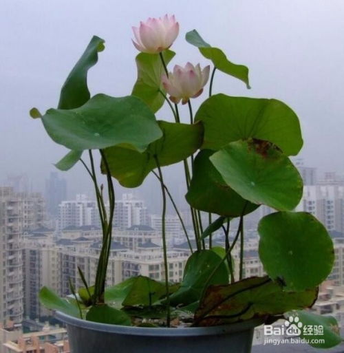 怎样种植碗莲