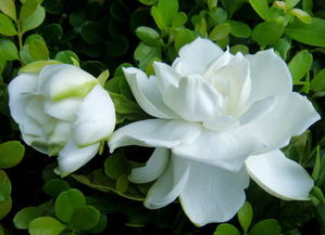 栀子花怎么养 栀子花的种植方法和注意事项是什么 栀子花叶子发黄怎么办