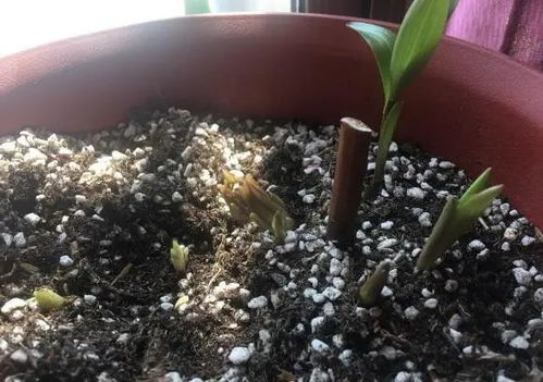 清明节种百合,50天就开花,盆栽地栽都可以,开花以后做切花