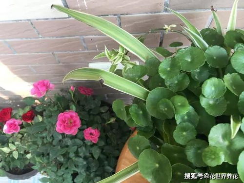 养花的好处有哪些 家里种什么花好 这3类花,再贵也要养一盆