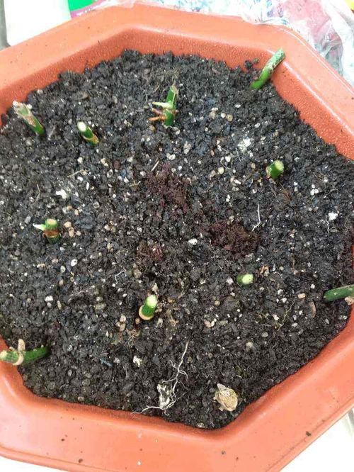 土里掺点它,俩月变成好花土,给花用连肥料都省了