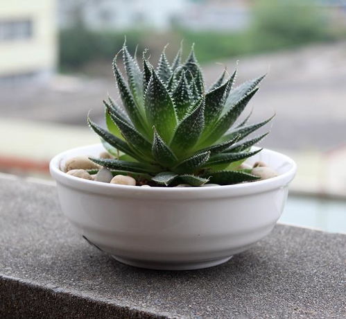 多肉花盆底部需要垫什么最好