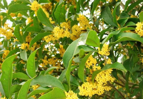 桂花树什么时候施肥好,桂花树上什么肥料好