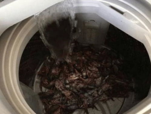 单身小伙开启洗虾新高度,将虾扔洗衣机半小时,结果令人哭笑不得